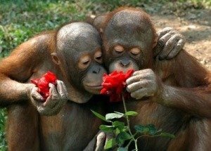 cuddling-orangutans-sniffing-flowers1